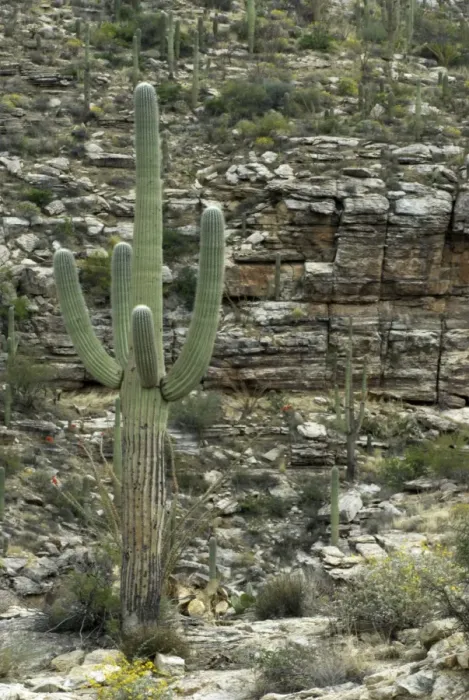 Framed Print : Saguaro cactus Against rocky background Saguaro National Park, Arizona Framed Print : Saguaro cactus Against rocky background Saguaro National Park, Arizona