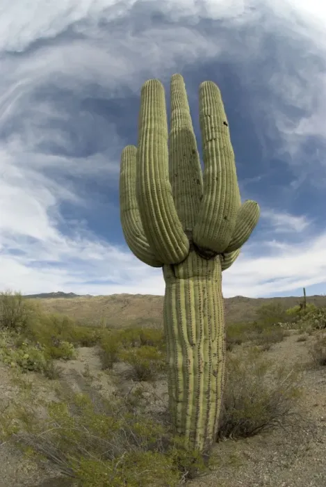 Framed Print : Saguaro Cactus Saguaro National Park, Arizona Framed Print : Saguaro Cactus Saguaro National Park, Arizona