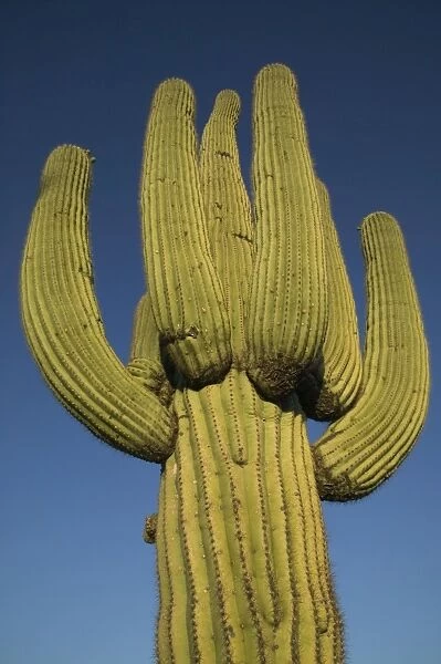 Saguaro Cactus - Sonoran Desert Arizona, USA - Record height: 78 feet - Average mature height: 18 to 30 feet but often reach heights of 50 to 60 feet - Weigh about 80 pounds per foot - Grow their first arms at around 12 feet in height or forty to