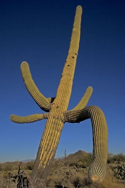 Saguaro Cactus - Sonoran Desert Arizona, USA - Record height: 78 feet - Average mature height: 18 to 30 feet but often reach heights of 50 to 60 feet - Weigh about 80 pounds per foot - Grow their first arms at around 12 feet in height or forty to