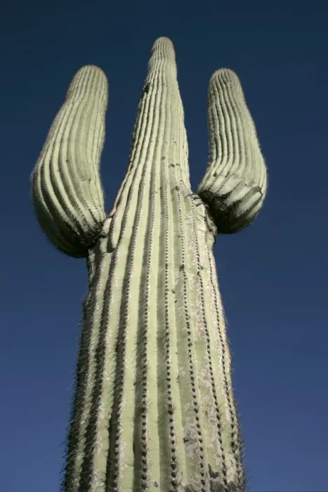 Framed Print : Saguaro Cactus - Sonoran Desert Arizona, USA - Record height: 78 feet - Average mature height: 18 to 30 feet but often reach heights of 50 to 60 feet - Weigh about 80 pounds per foot - Grow their first arms at around 12 feet in height or forty to Framed Print : Saguaro Cactus - Sonoran Desert Arizona, USA - Record height: 78 feet - Average mature height: 18 to 30 feet but often reach heights of 50 to 60 feet - Weigh about 80 pounds per foot - Grow their first arms at around 12 feet in height or forty to