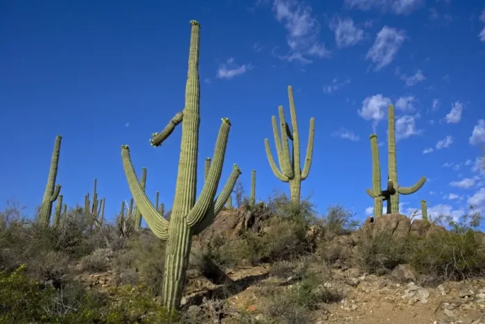 Framed Print : Saguaro Cactus - Sonoran Desert - Arizona, USA - Record height: 78 feet - Average mature height: 18 to 30 feet, but often reach heights of 50 to 60 feet - Weighs about 80 pounds per foot - Grows their first arms at around 12 feet in height or forty Framed Print : Saguaro Cactus - Sonoran Desert - Arizona, USA - Record height: 78 feet - Average mature height: 18 to 30 feet, but often reach heights of 50 to 60 feet - Weighs about 80 pounds per foot - Grows their first arms at around 12 feet in height or forty
