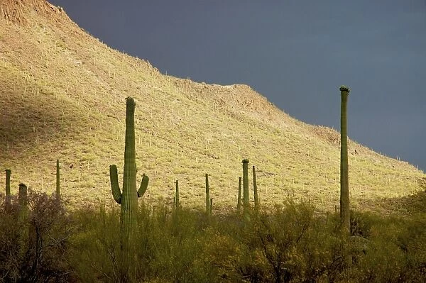 Saguaro Cactus - against stormy sky - Arizona - USA