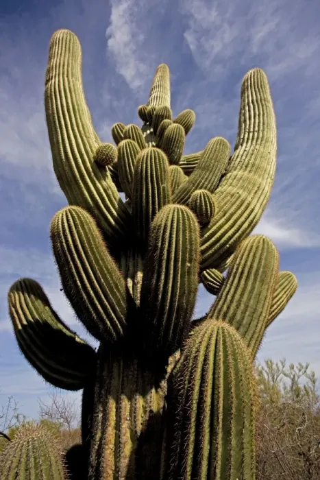 Framed Print : Saguaro Cactus - Unusual growth form - Sonoran Desert Arizona - Record height: 78 feet - Average mature height: 18 to 30 feet but often reach heights of 50 to 60 feet - Weigh about 80 pounds per foot - Grow their first arms at around 12 feet in Framed Print : Saguaro Cactus - Unusual growth form - Sonoran Desert Arizona - Record height: 78 feet - Average mature height: 18 to 30 feet but often reach heights of 50 to 60 feet - Weigh about 80 pounds per foot - Grow their first arms at around 12 feet in