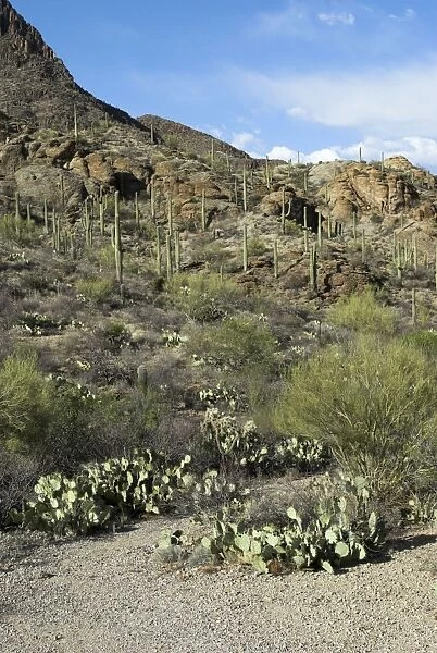 Saguaro National Park Showing cacti species with rocky hillside in background Arizona