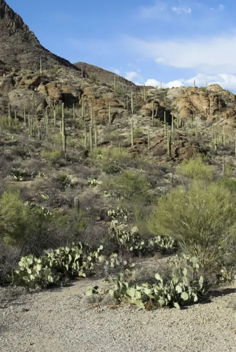 Framed Print : Saguaro National Park Showing cacti species with rocky hillside in background Arizona Framed Print : Saguaro National Park Showing cacti species with rocky hillside in background Arizona