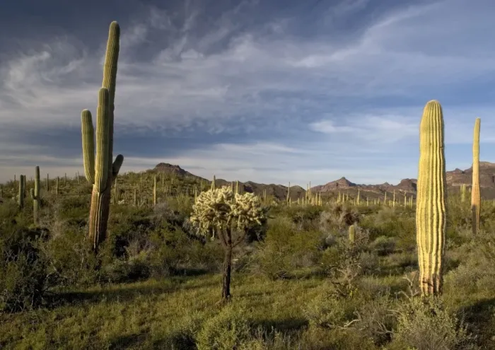 Framed Print : Sahuaro / Saguaro Cactus - in desert, with Opuntia spp, bristle-bush etc. Organ Pipes National Monument Framed Print : Sahuaro / Saguaro Cactus - in desert, with Opuntia spp, bristle-bush etc. Organ Pipes National Monument