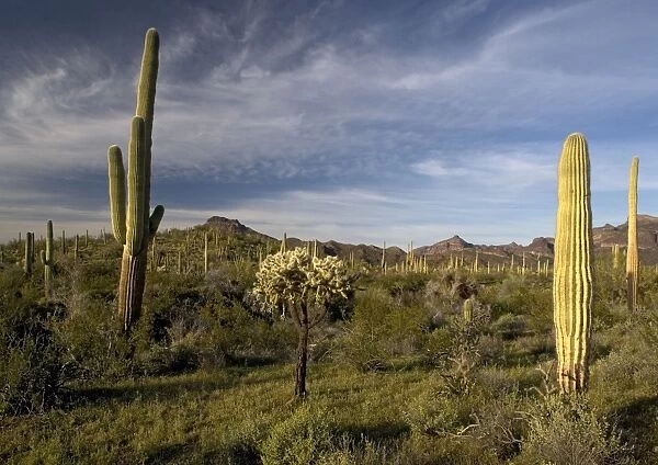 Sahuaro  /  Saguaro Cactus - in desert, with Opuntia spp, bristle-bush etc. Organ Pipes National Monument