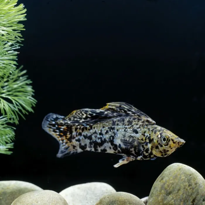 Framed Print : Sailfin Molly Fish Framed Print : Sailfin Molly Fish