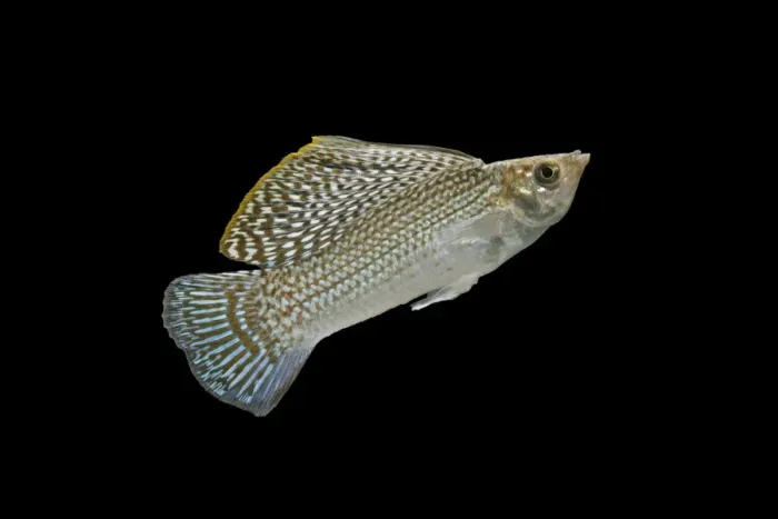 Framed Print : Sailfin molly – side view black background tropical freshwater Southern USA 002107 Framed Print : Sailfin molly – side view black background tropical freshwater Southern USA 002107