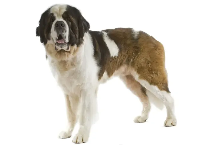 Framed Print : Saint Bernard Framed Print : Saint Bernard