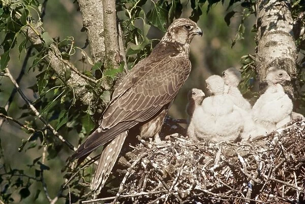 Saker Falcon - at nest with chicks