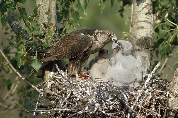 Saker Falcon - at nest feeding chicks