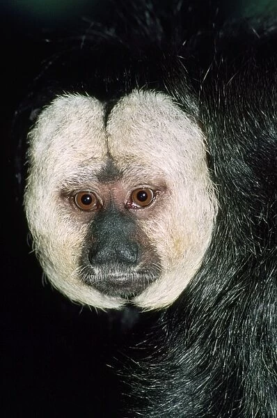 Saki  /  White-faced  /  Guinan Monkey Rainforests of Northern South America