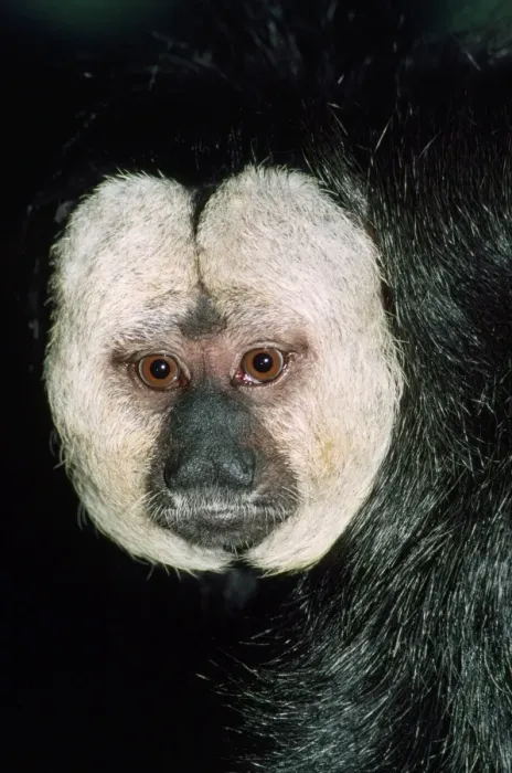 Framed Print : Saki / White-faced / Guinan Monkey Rainforests of Northern South America Framed Print : Saki / White-faced / Guinan Monkey Rainforests of Northern South America