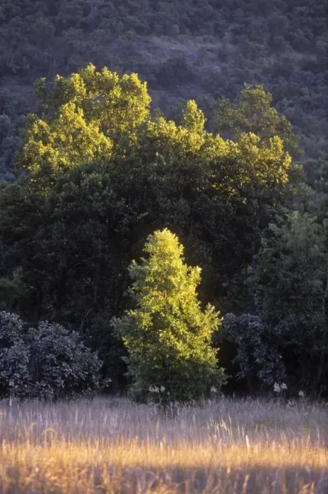 Framed Print : Sal Trees - in Chakradhara Meadows. India Framed Print : Sal Trees - in Chakradhara Meadows. India