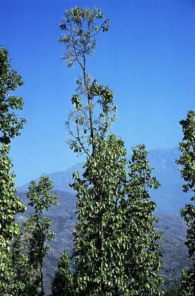 Sal Trees - Nepal