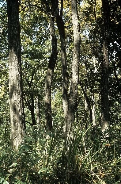 Sal Trees - trunks - Nepal