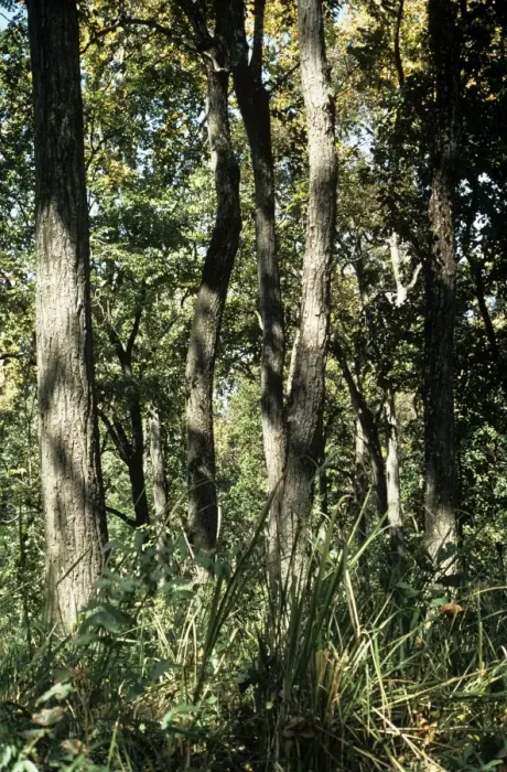 Framed Print : Sal Trees - trunks - Nepal Framed Print : Sal Trees - trunks - Nepal