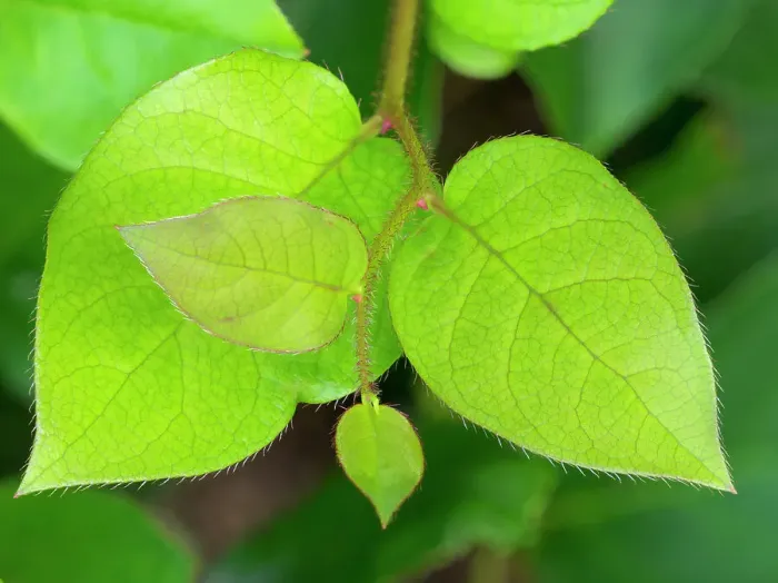 Framed Print : Salal leaves Date: 09-07-2020 Framed Print : Salal leaves Date: 09-07-2020