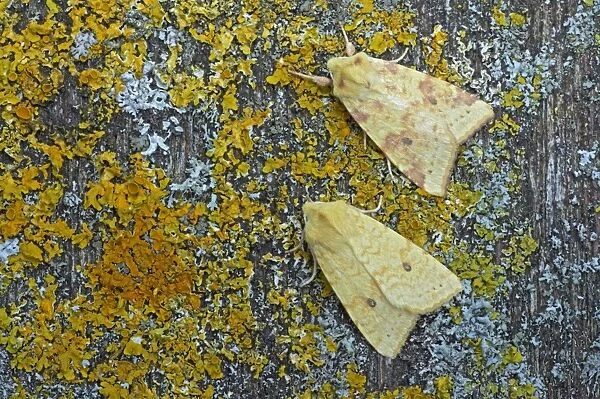 Sallow Moth - Normal (upper moth) and form flavescens (lower moth) - Essex, UK IN000558