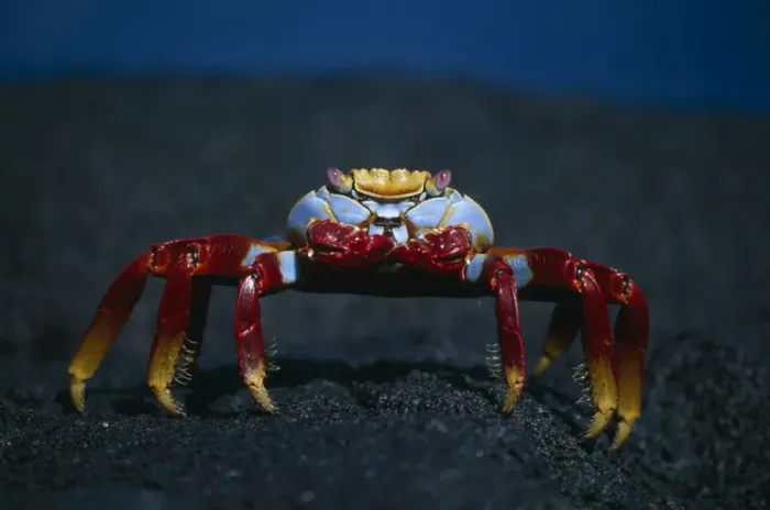 Framed Print : Sally Lightfoot Crab - Fernandina Island - Galapagos IN000182 Framed Print : Sally Lightfoot Crab - Fernandina Island - Galapagos IN000182