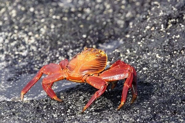 Sally Lightfoot Crab. Galapagos island
