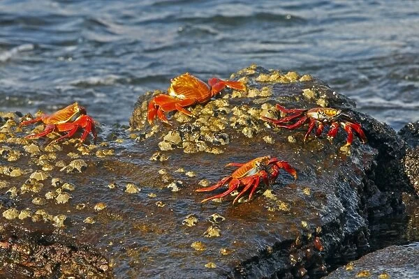 Sally Lightfoot Crab - Galapagos Islands