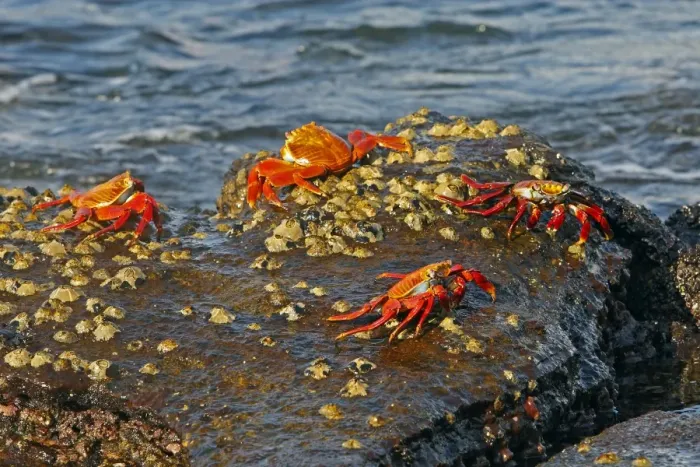 Framed Print : Sally Lightfoot Crab - Galapagos Islands Framed Print : Sally Lightfoot Crab - Galapagos Islands