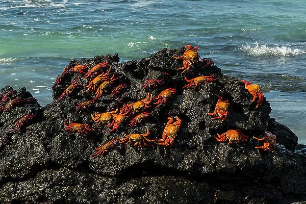 Sally Lightfoot Crab (Grapsus grapsus), Bachas beach, North Seymour island, Galapagos islands, Ecuador. Date: 04-11-2017