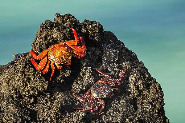 Sally lightfoot crab. San Cristobal Island, Galapagos Islands, Ecuador. Date: 29-07-2021