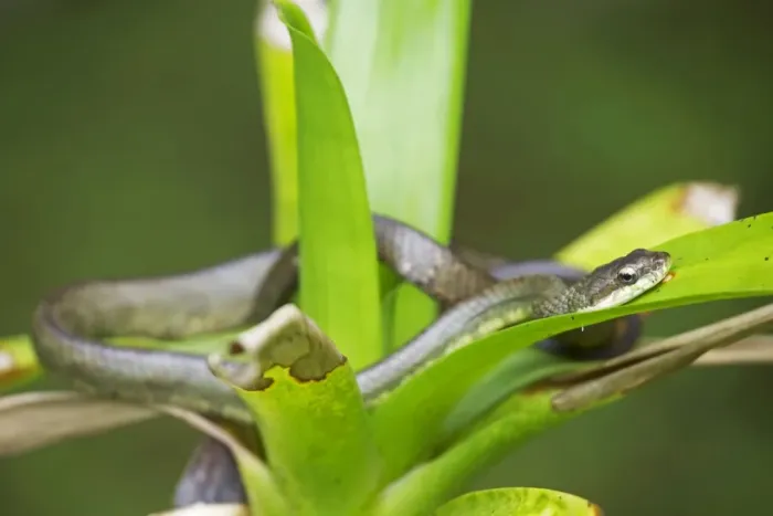 Framed Print : Salmon-bellied Racer  /  Dryad Snake - Costa Rica