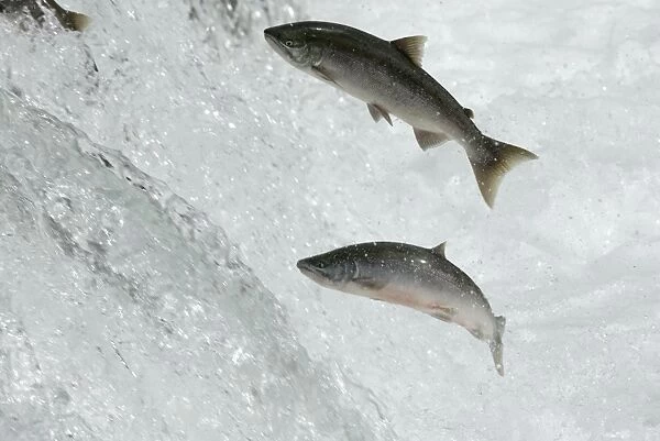 Salmon jumping, Brooks falls, Katmai National Park, Alaska