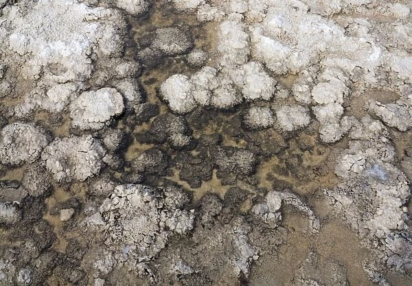 Salt deposits at a shallow pool at the Badwater