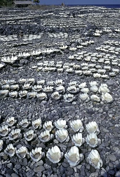 Salt garden - Sea water drying in clam shells is is the only industry in a village on Damar Island. Women constantly add sea water to the shells as the salt dries - Indonesia