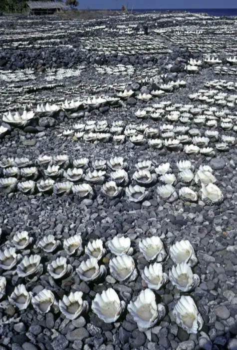 Framed Print : Salt garden - Sea water drying in clam shells is is the only industry in a village on Damar Island. Women constantly add sea water to the shells as the salt dries - Indonesia Framed Print : Salt garden - Sea water drying in clam shells is is the only industry in a village on Damar Island. Women constantly add sea water to the shells as the salt dries - Indonesia