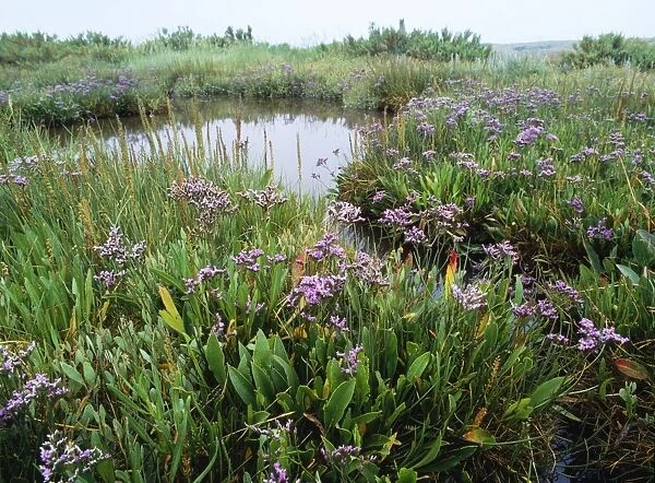 Salt Marsh - with Sea Lavender, Sea Arrow Grass etc Burnham Overy, North Norfolk UK