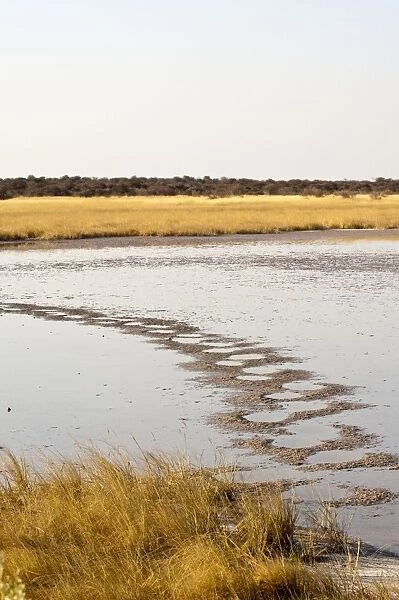 Salt pan - elephant tracks across salt pan - Etosha National Park - Namibia