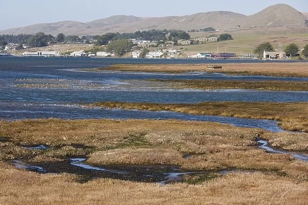 Saltmarsh and estuarine habitats with large flocks of waders and waterfowl, at Bodega Bay, North California, United States