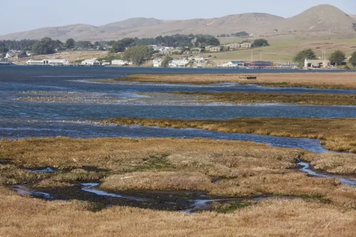 Framed Print : Saltmarsh and estuarine habitats with large flocks of waders and waterfowl, at Bodega Bay, North California, United States Framed Print : Saltmarsh and estuarine habitats with large flocks of waders and waterfowl, at Bodega Bay, North California, United States