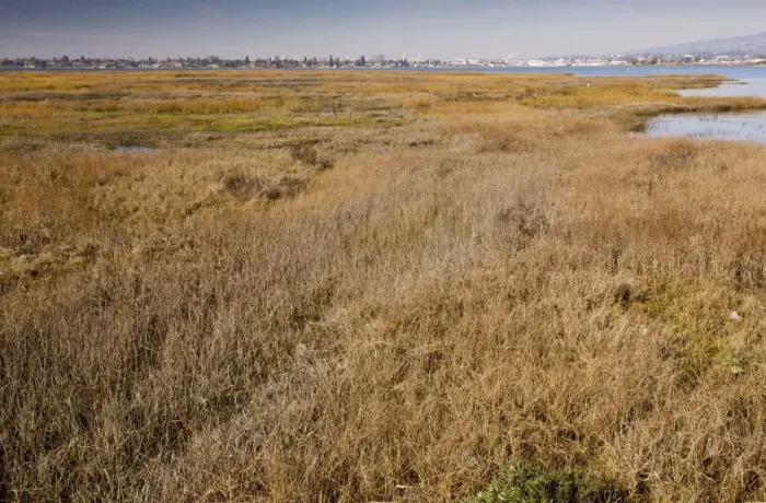 Framed Print : Saltmarsh and lagoon at Arrowhead Marsh, Martin Luther King Park, East Bay, Oakland; California, United States Framed Print : Saltmarsh and lagoon at Arrowhead Marsh, Martin Luther King Park, East Bay, Oakland; California, United States