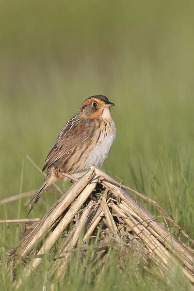 Saltmarsh Sparrow (formerly named Saltmarsh Sharptailed Sparrow)