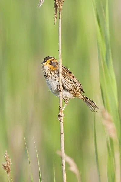 Saltmarsh Sparrow - June - CT - USA