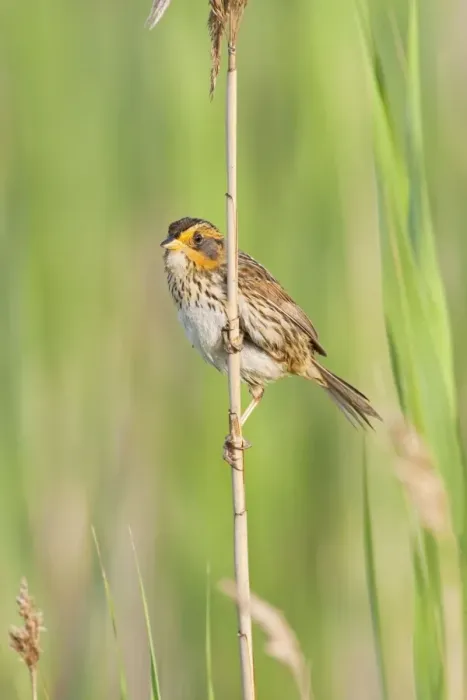 Framed Print : Saltmarsh Sparrow - June - CT - USA Framed Print : Saltmarsh Sparrow - June - CT - USA