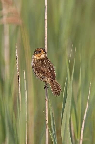 Saltmarsh Sparrow - June - CT - USA