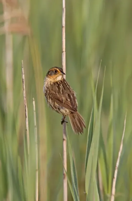 Framed Print : Saltmarsh Sparrow - June - CT - USA Framed Print : Saltmarsh Sparrow - June - CT - USA
