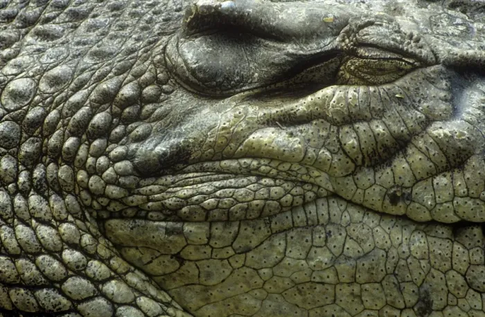 Framed Print : Saltwater Crocodile Framed Print : Saltwater Crocodile