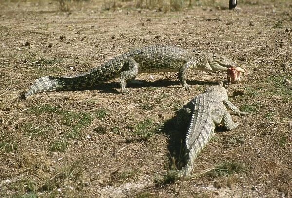 Saltwater Crocodile - feeding, South of Darwin, Australia AU-1098