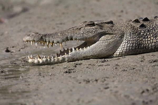 Saltwater Crocodile - A wild animal in Red Cone Creek, Doubtful Bay, Kimberley coastline, Western Australia. Since protection Salt Water Crocodiles have become common along the northern Australian coastline