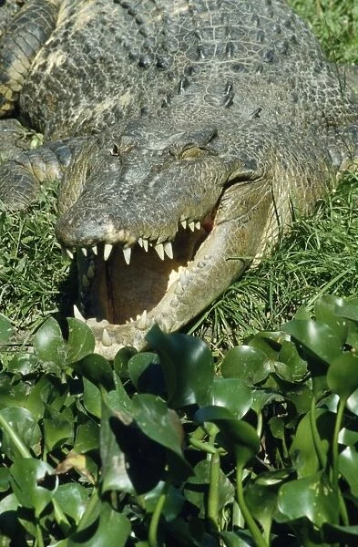 Saltwater  /  Estuarine Crocodile